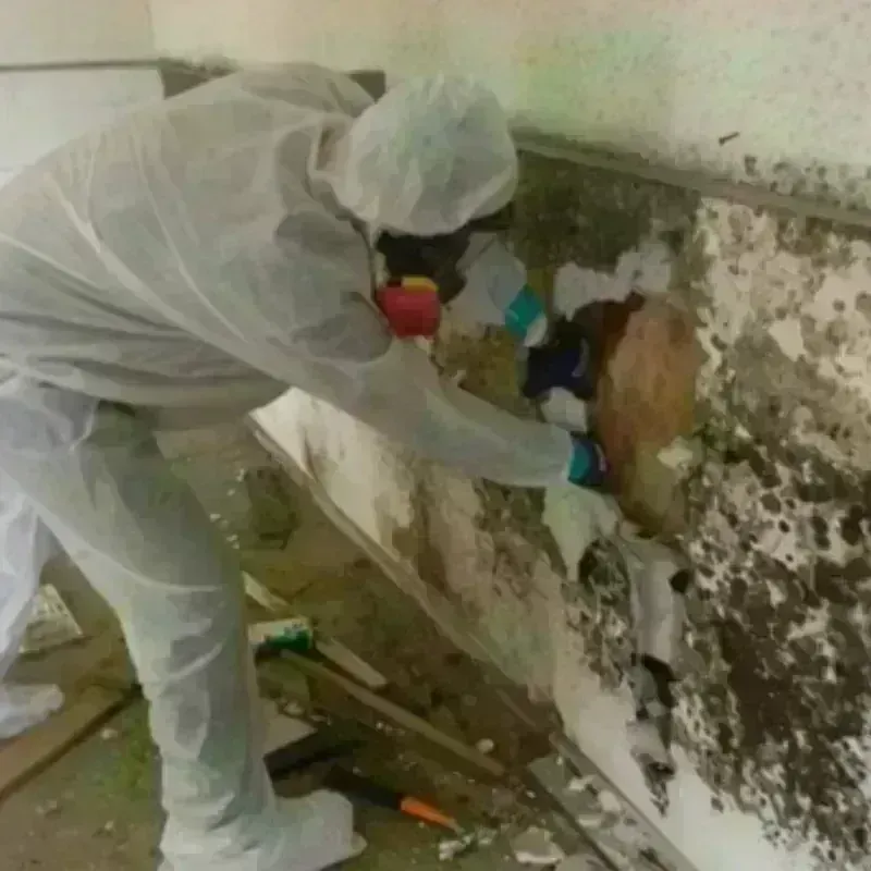 Mold Remediation and Removal in Lincoln, IL